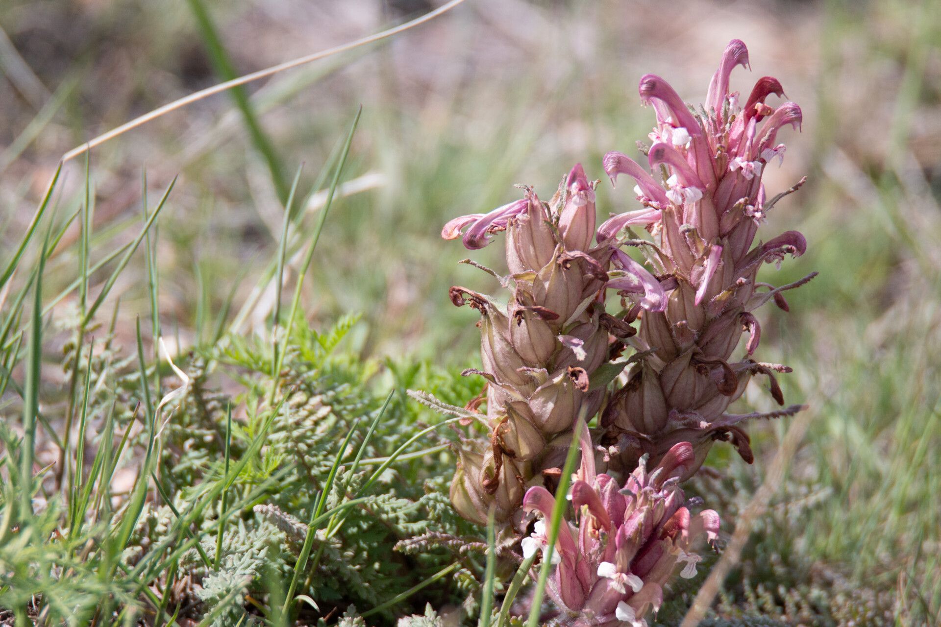 Pedicularis alberti — related species from the same genus