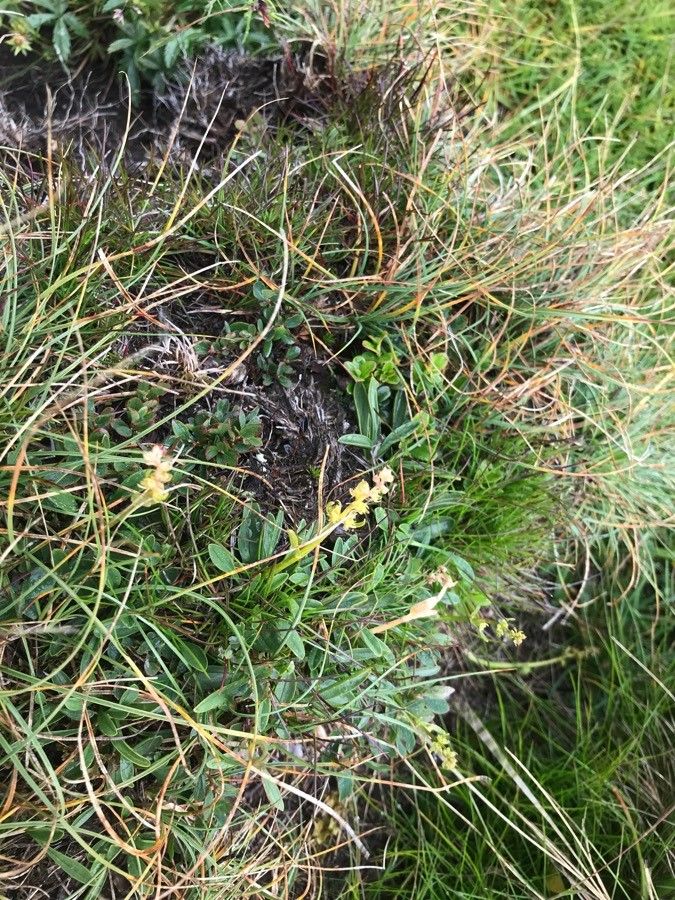 Valeriana celtica habit