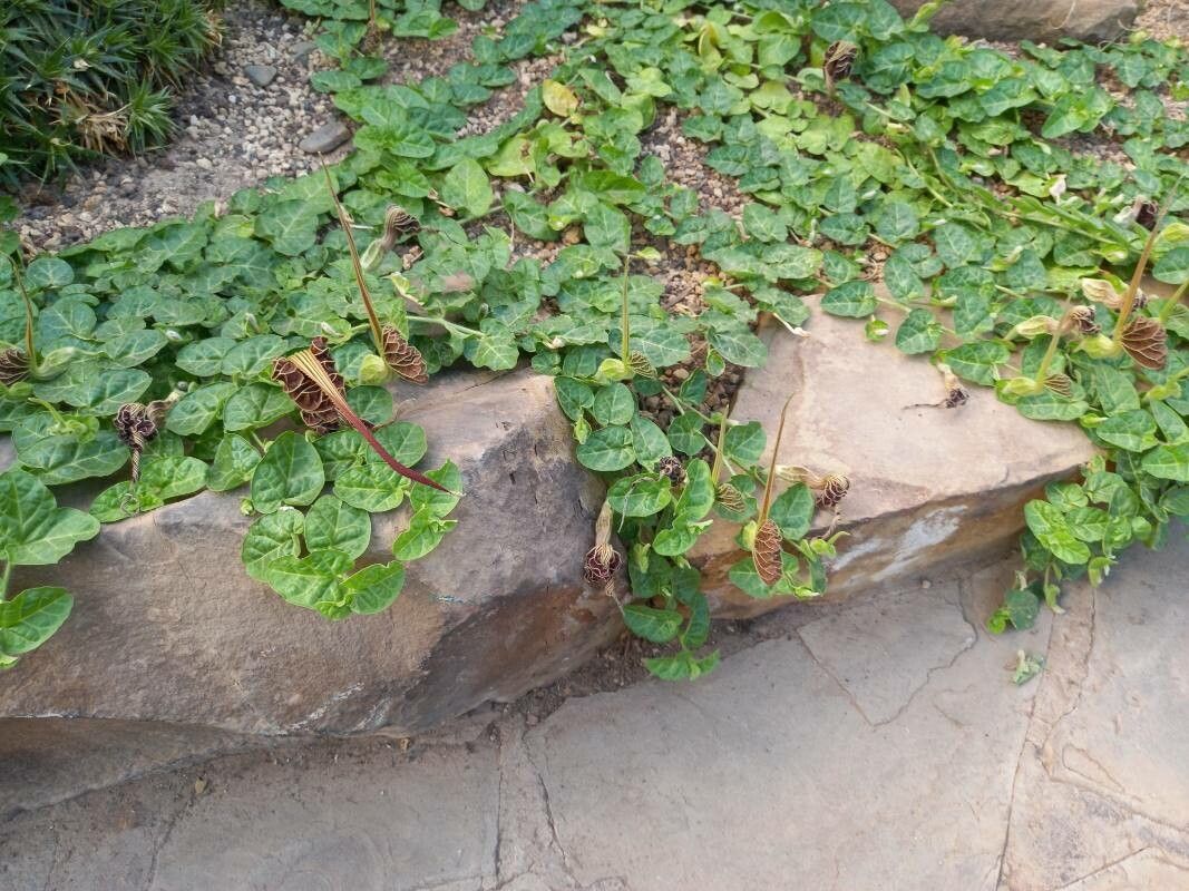 Aristolochia lindneri habit