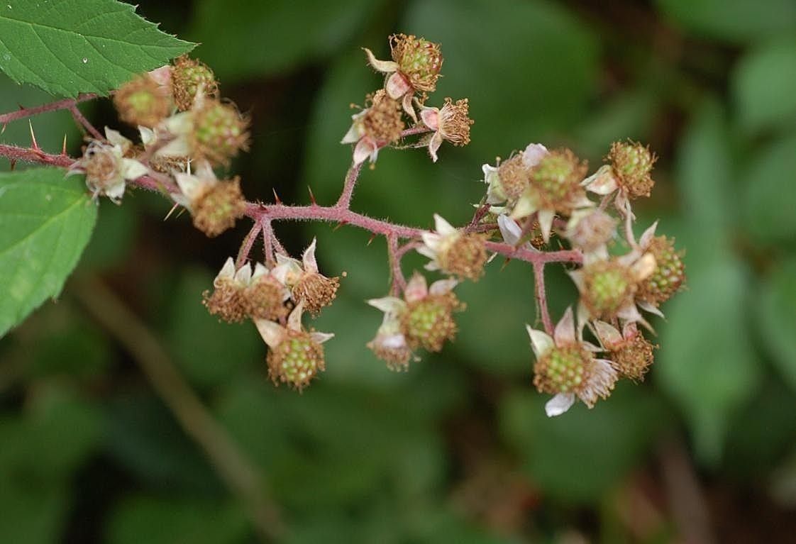 Rubus atrovirens fruit