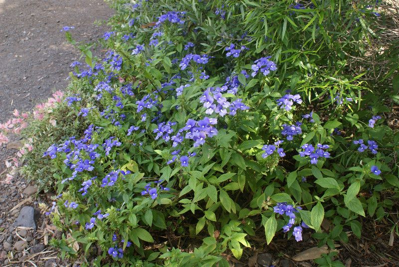 Otacanthus caeruleus habit