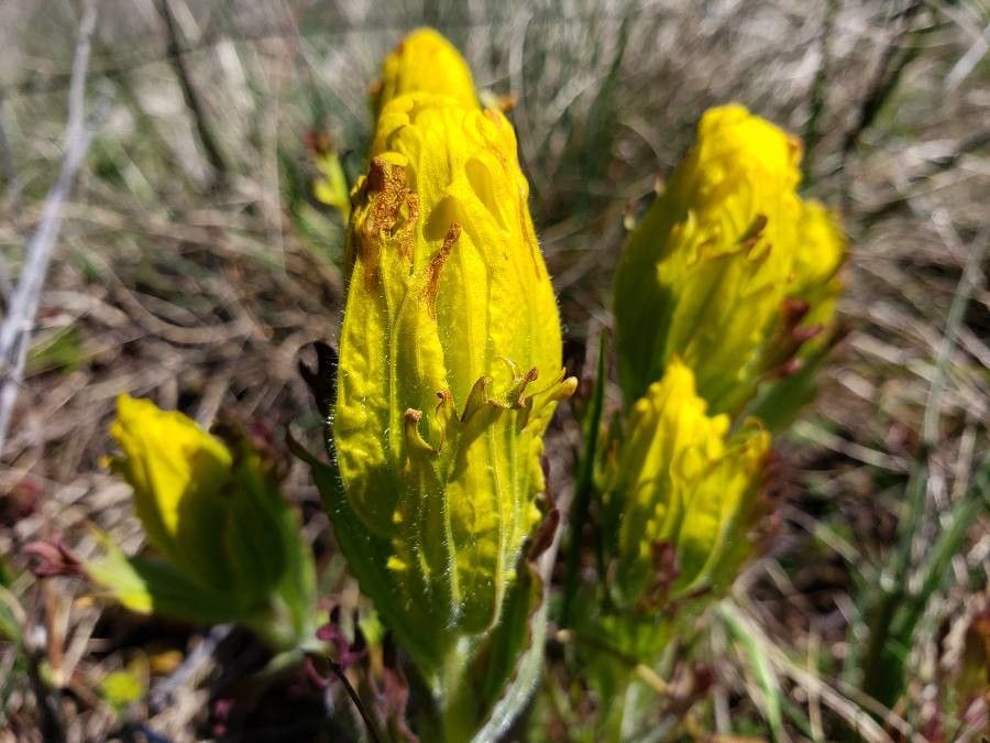 Castilleja levisecta flower