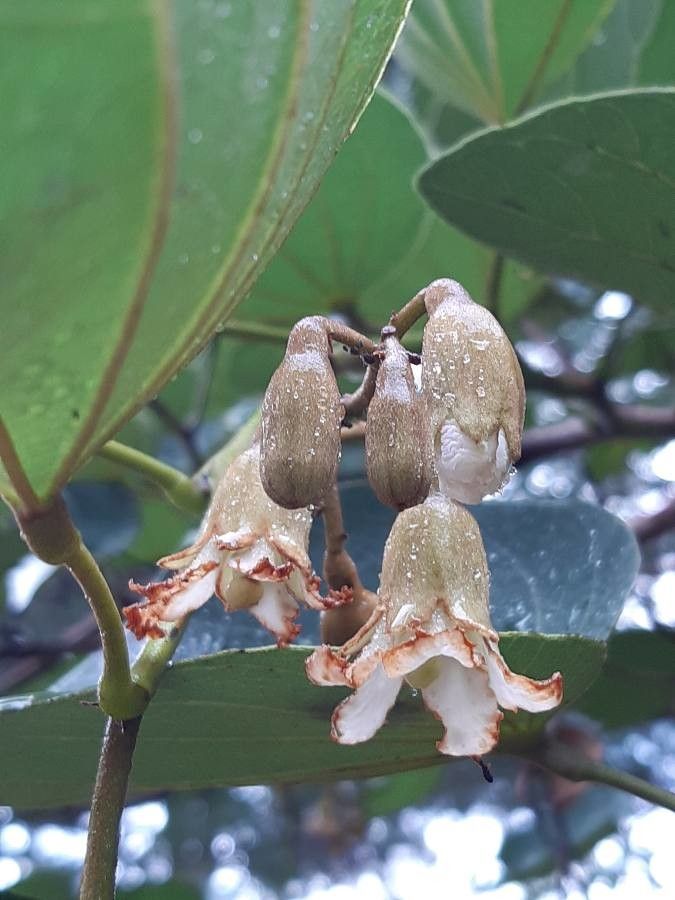 Piliostigma thonningii flower