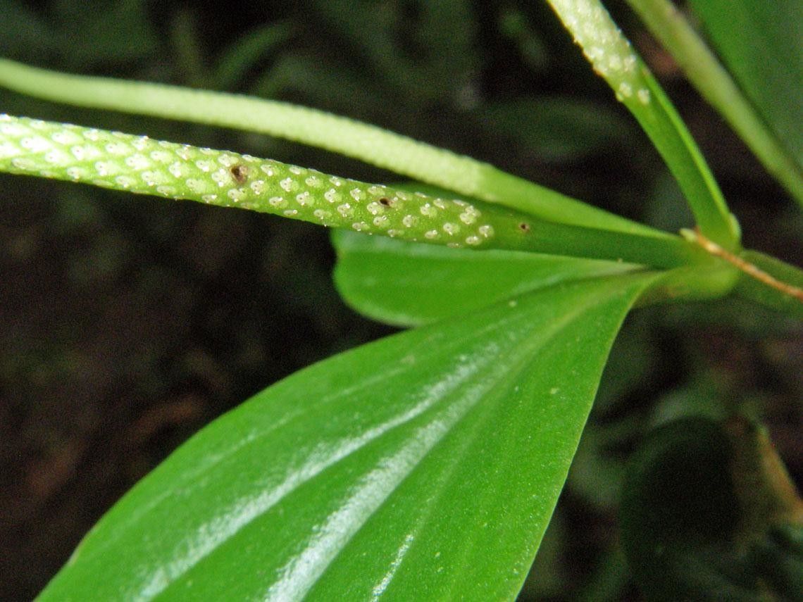 Peperomia vueltasana — houseplant care guide