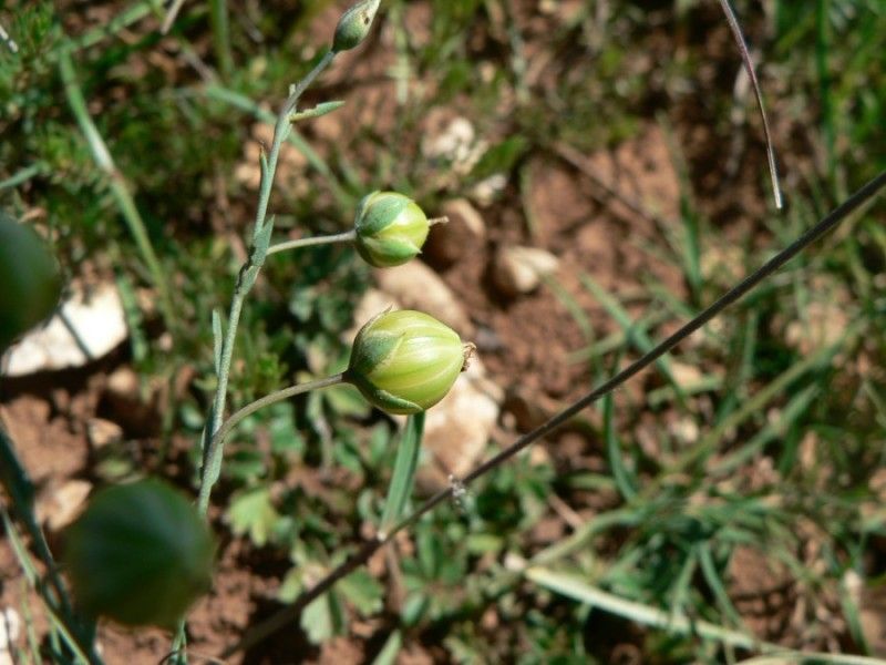 Linum leonii fruit