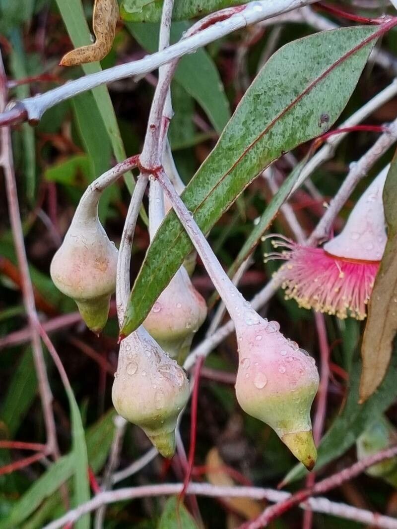 Eucalyptus caesia fruit