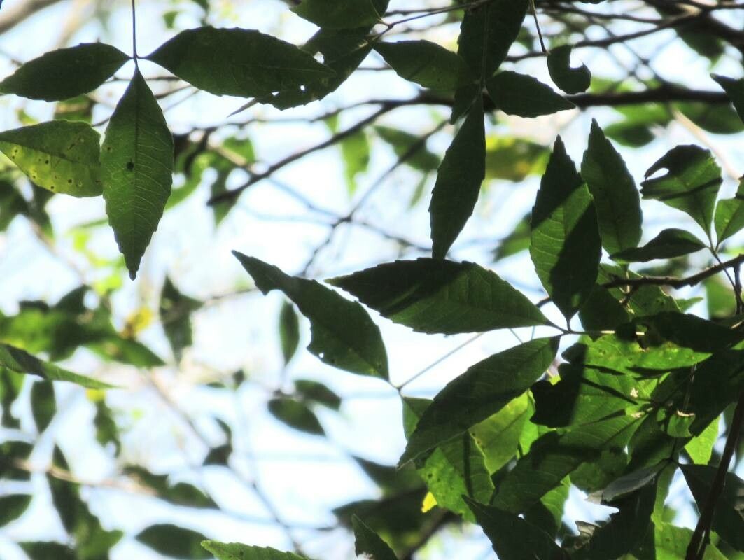 Aralia warmingiana — search result for 'Aralia'