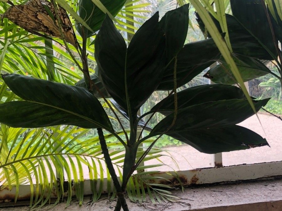 Chamaedorea metallica leaf