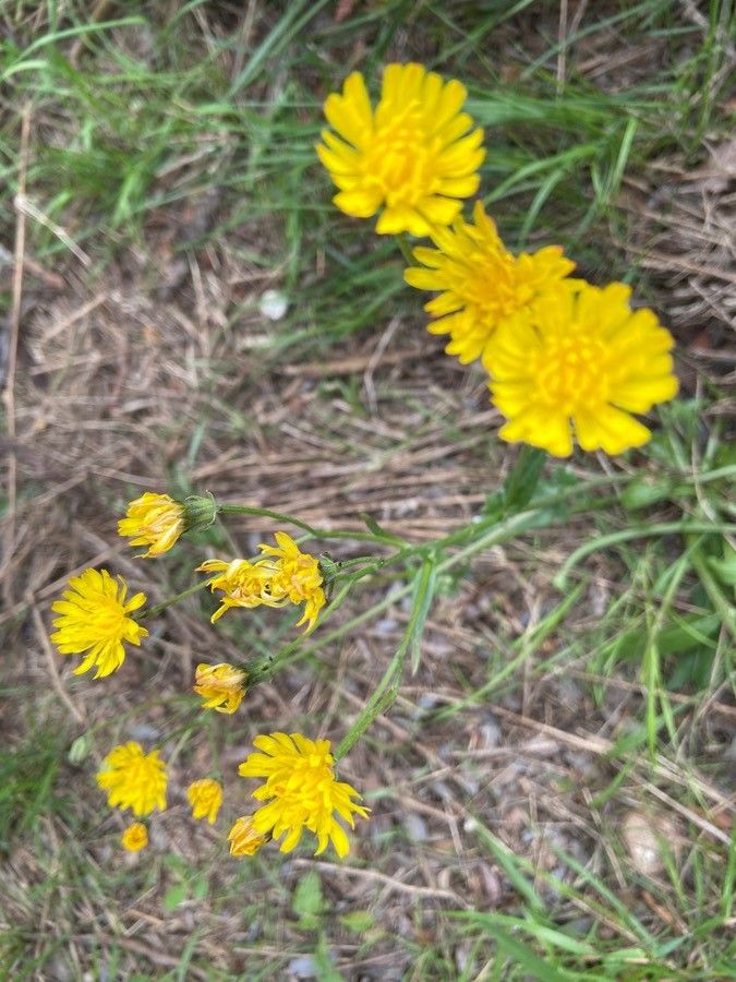 Crepis nicaeensis flower