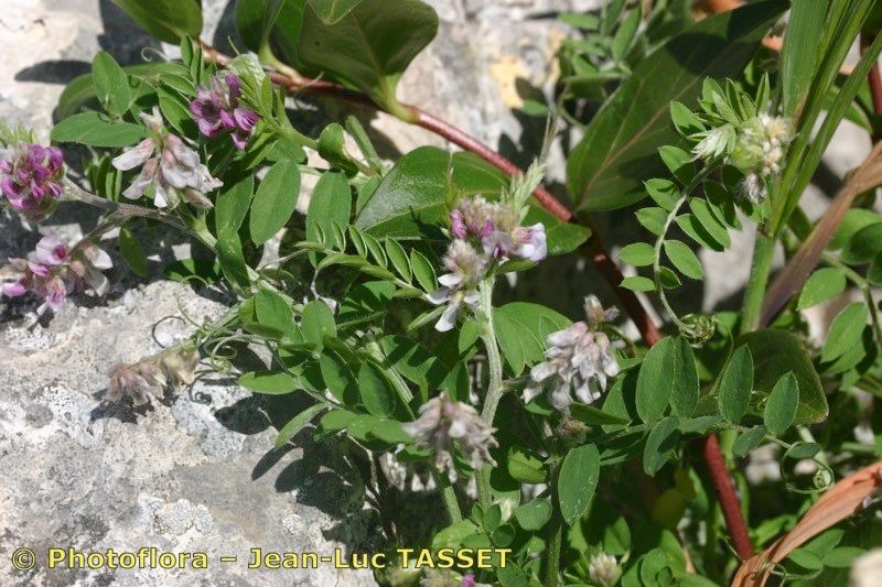 Vicia vicioides habit
