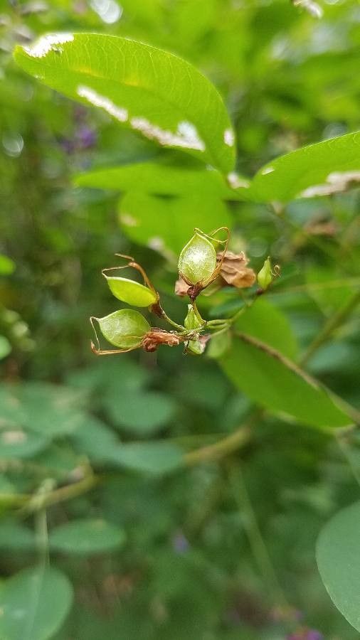 Lespedeza bicolor fruit