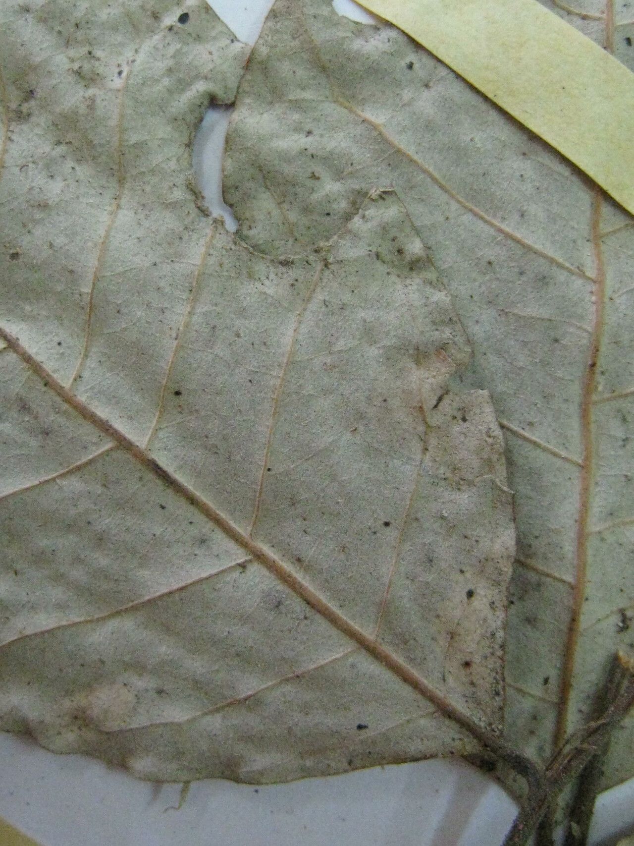 Licania leptostachya other