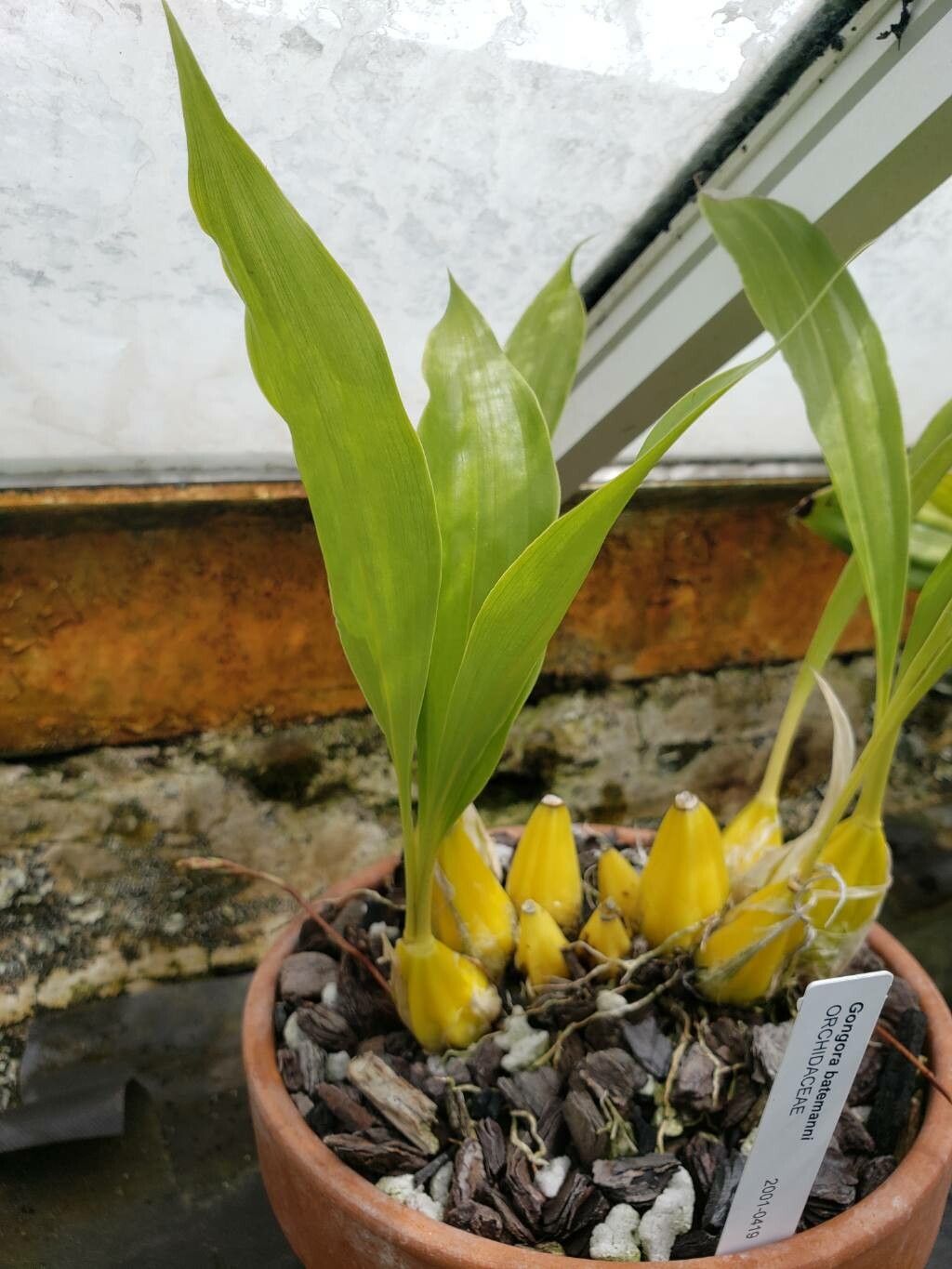 Gongora batemanni habit