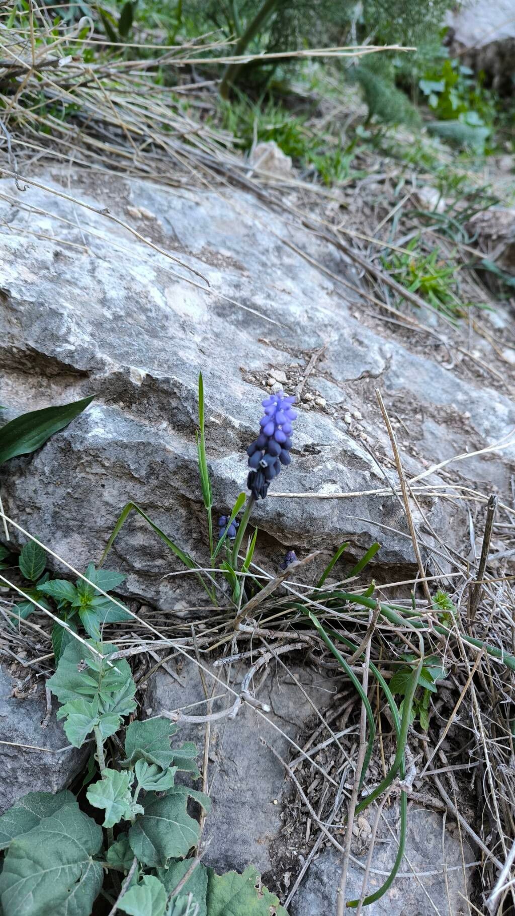 Muscari atlanticum habit