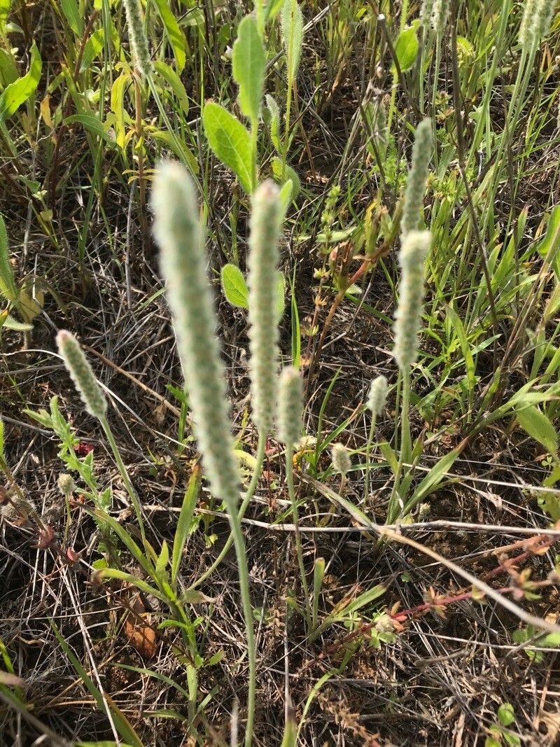 Plantago wrightiana flower