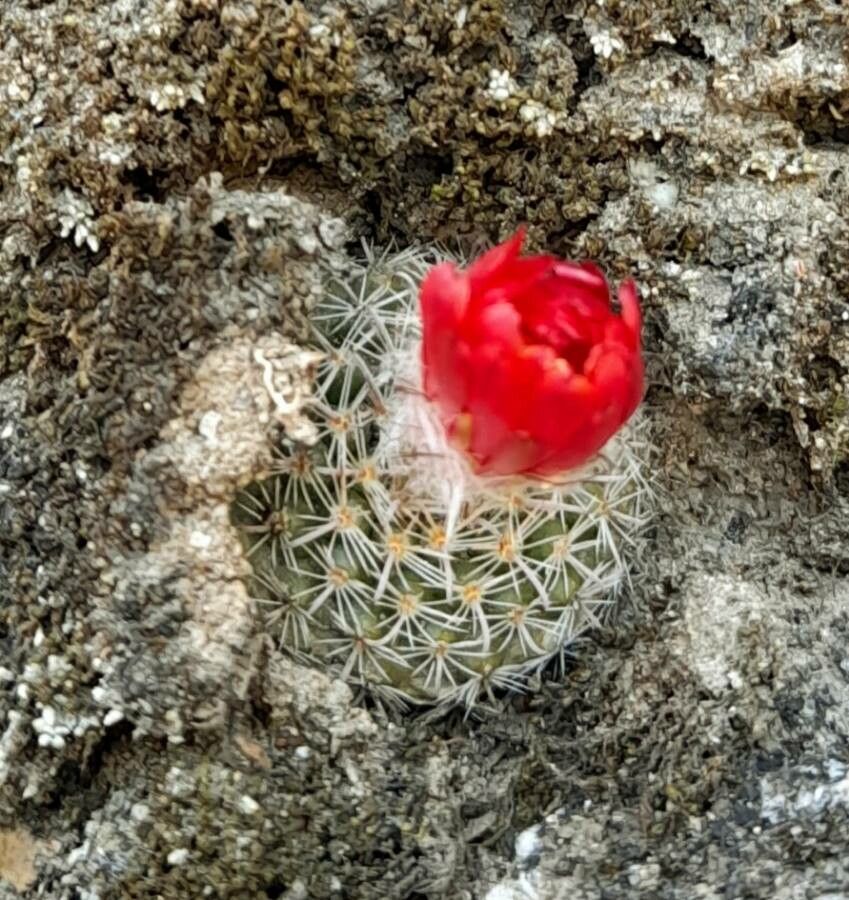 Parodia microsperma flower