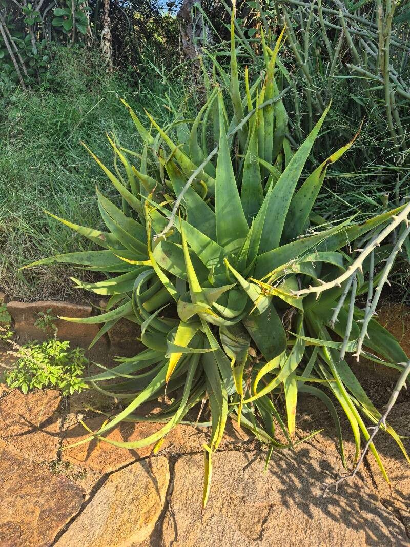 Aloe powysiorum leaf
