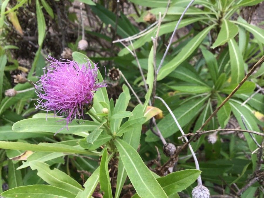 Cheirolophus junonianus flower