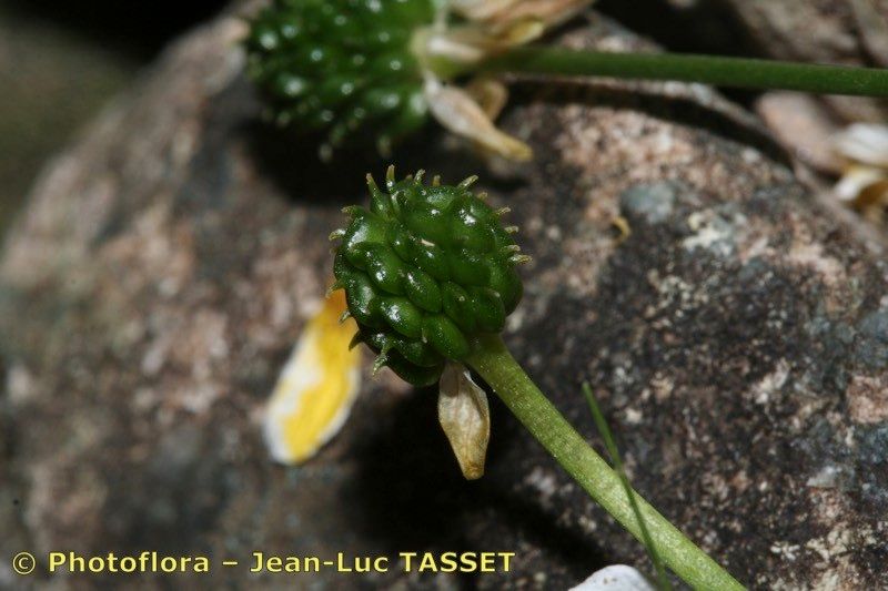 Ranunculus marschlinsii fruit