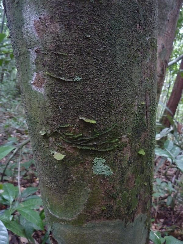 Helicostylis tomentosa bark