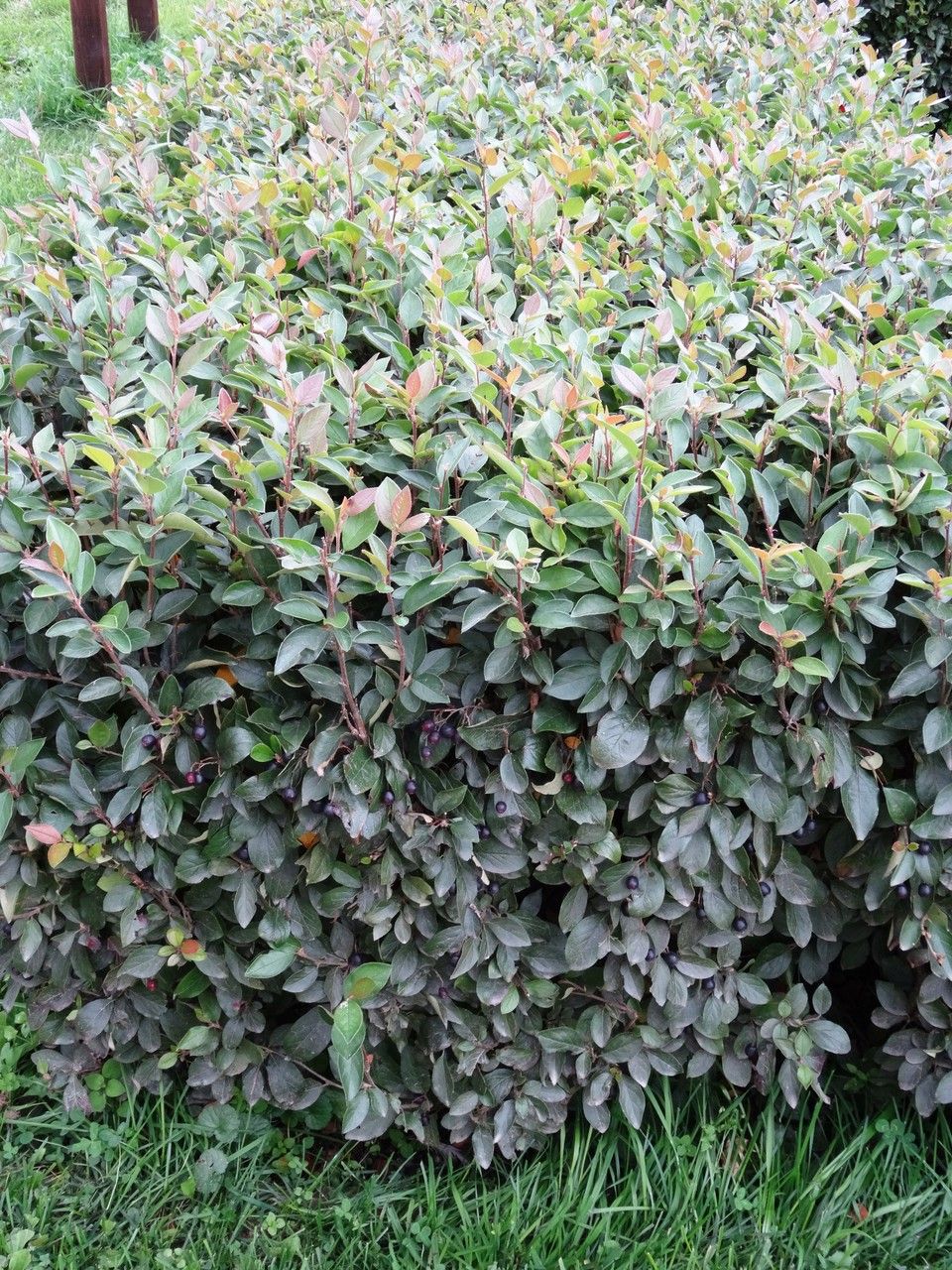 Cotoneaster acuminatus habit