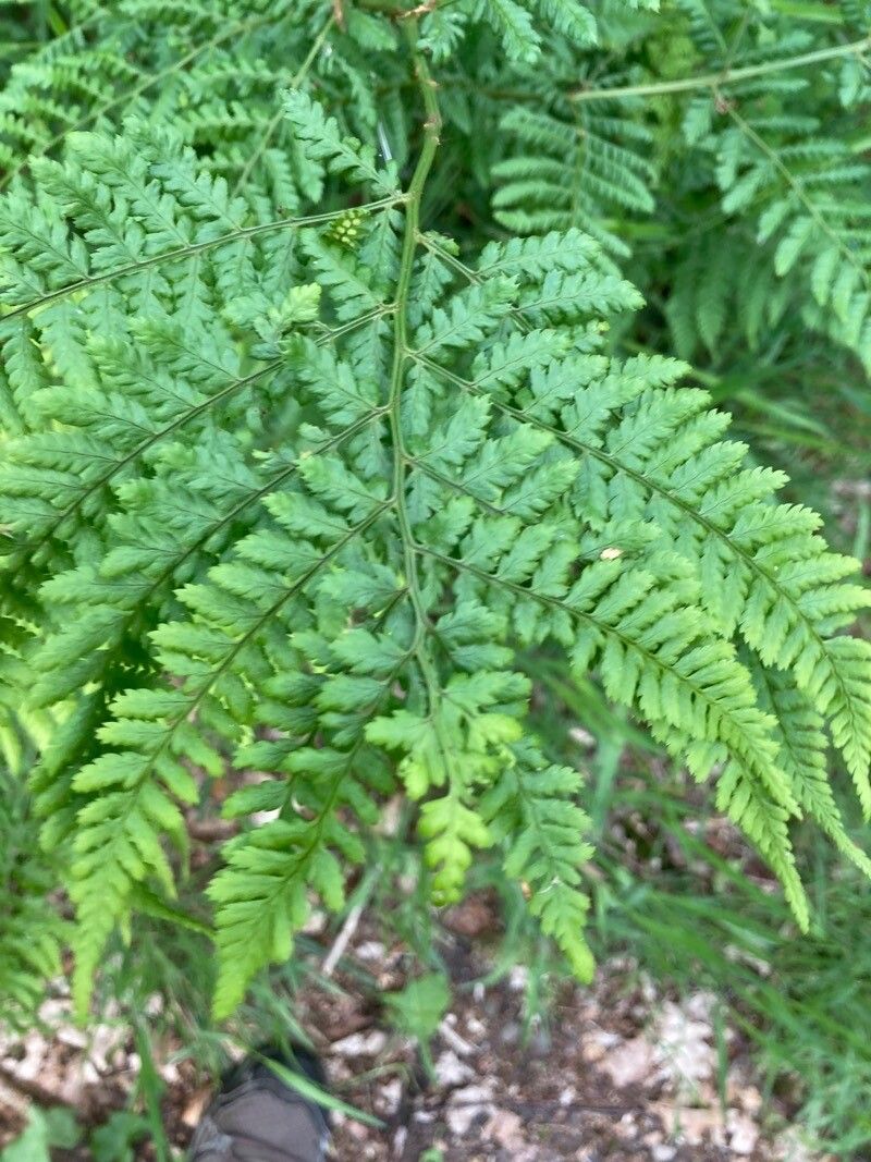 Dryopteris aemula leaf