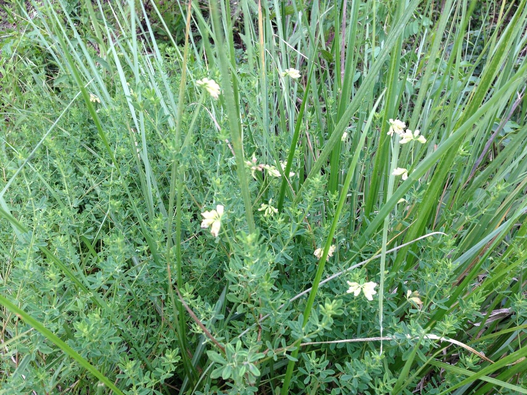 Lotus discolor habit