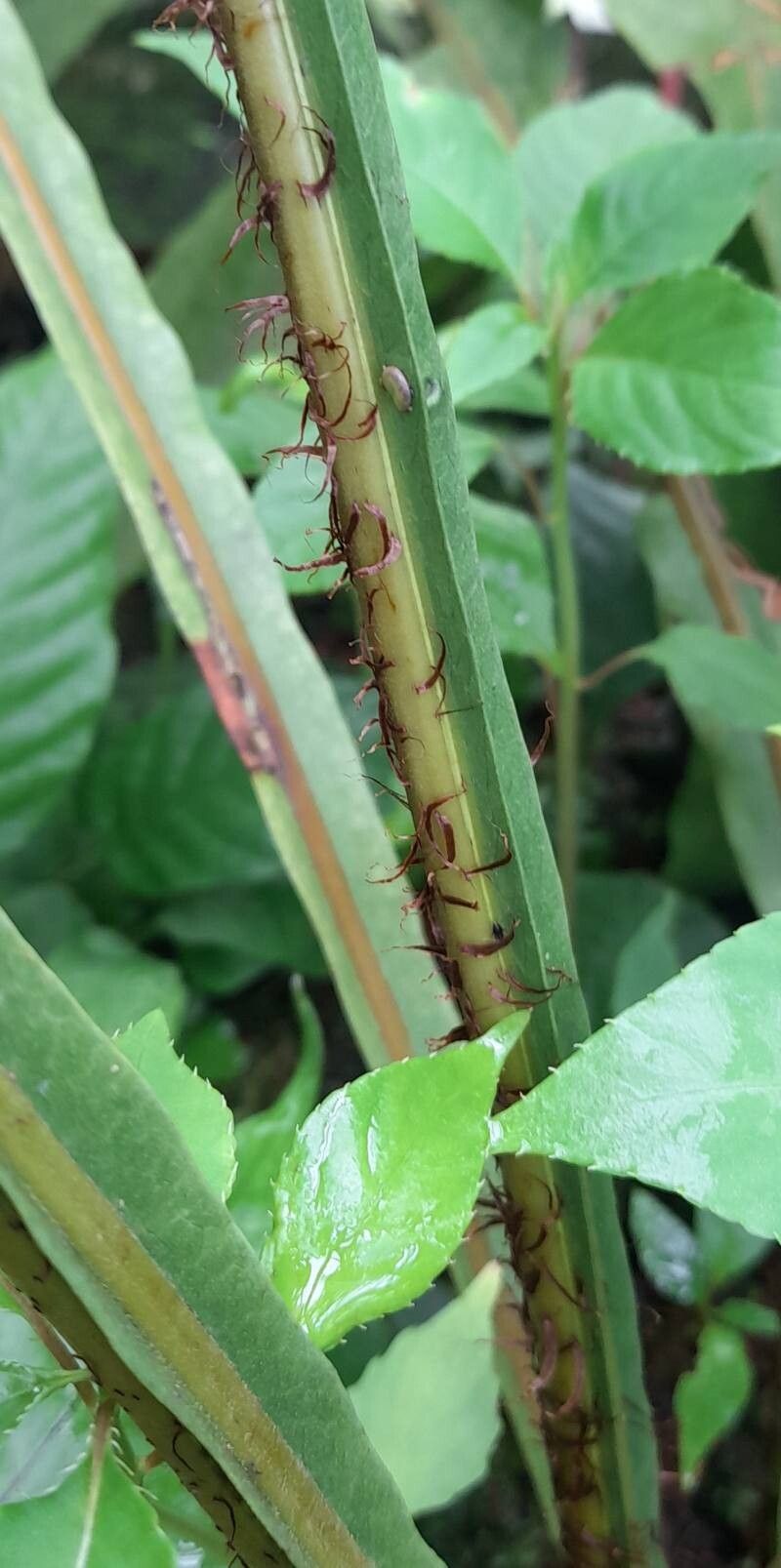 Tectaria decurrens bark