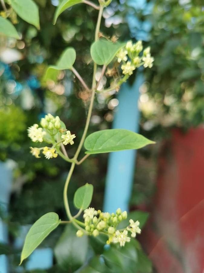 Cynanchum racemosum habit