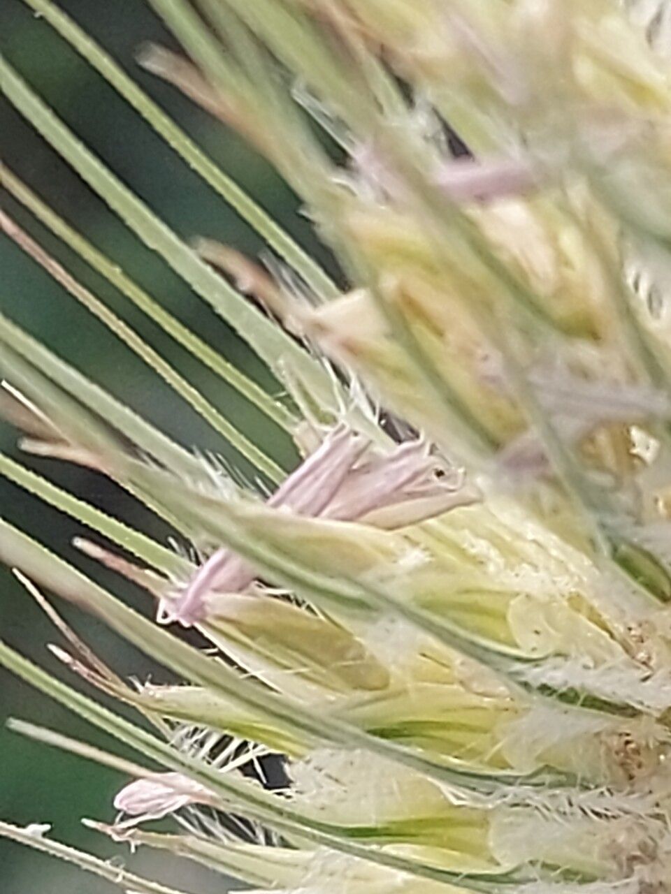 Hordeum marinum flower