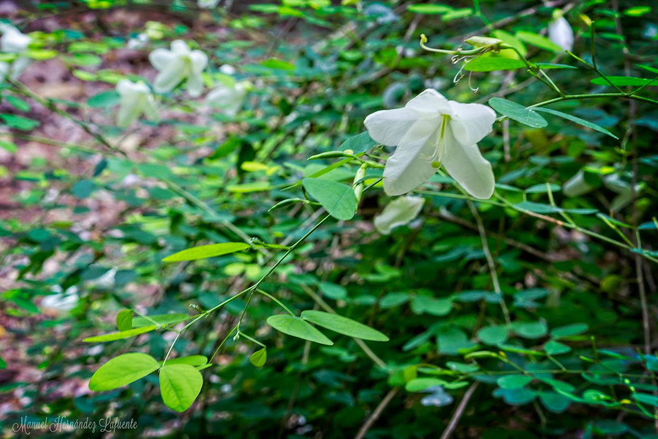 Bauhinia natalensis habit