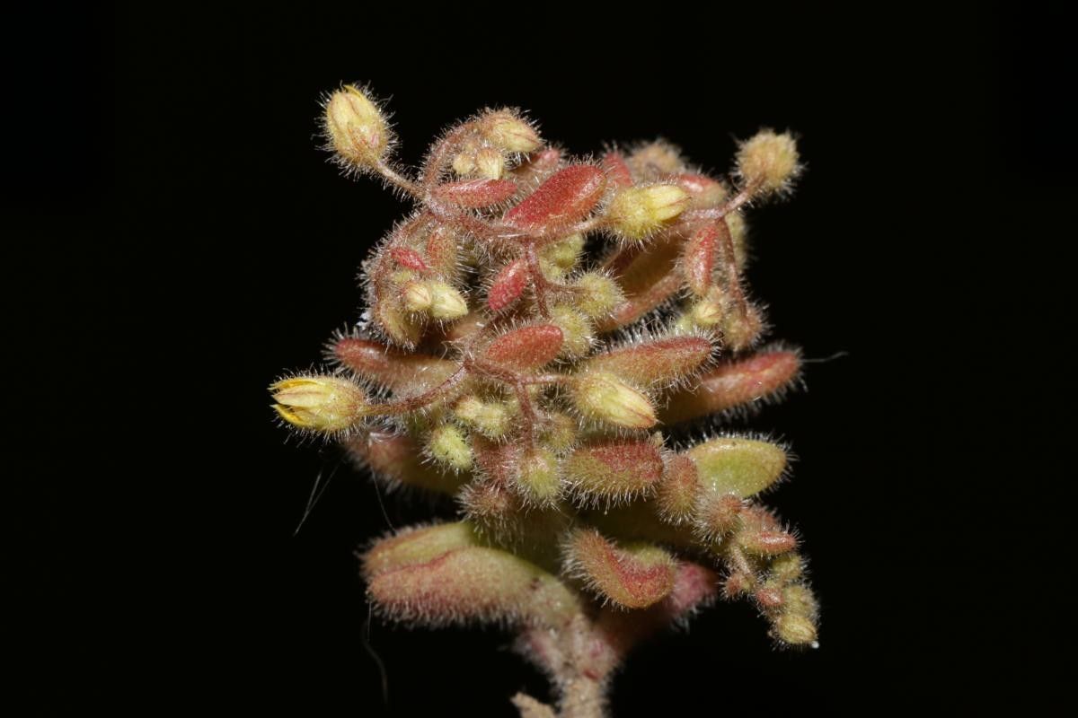 Sedum pubescens — houseplant care guide