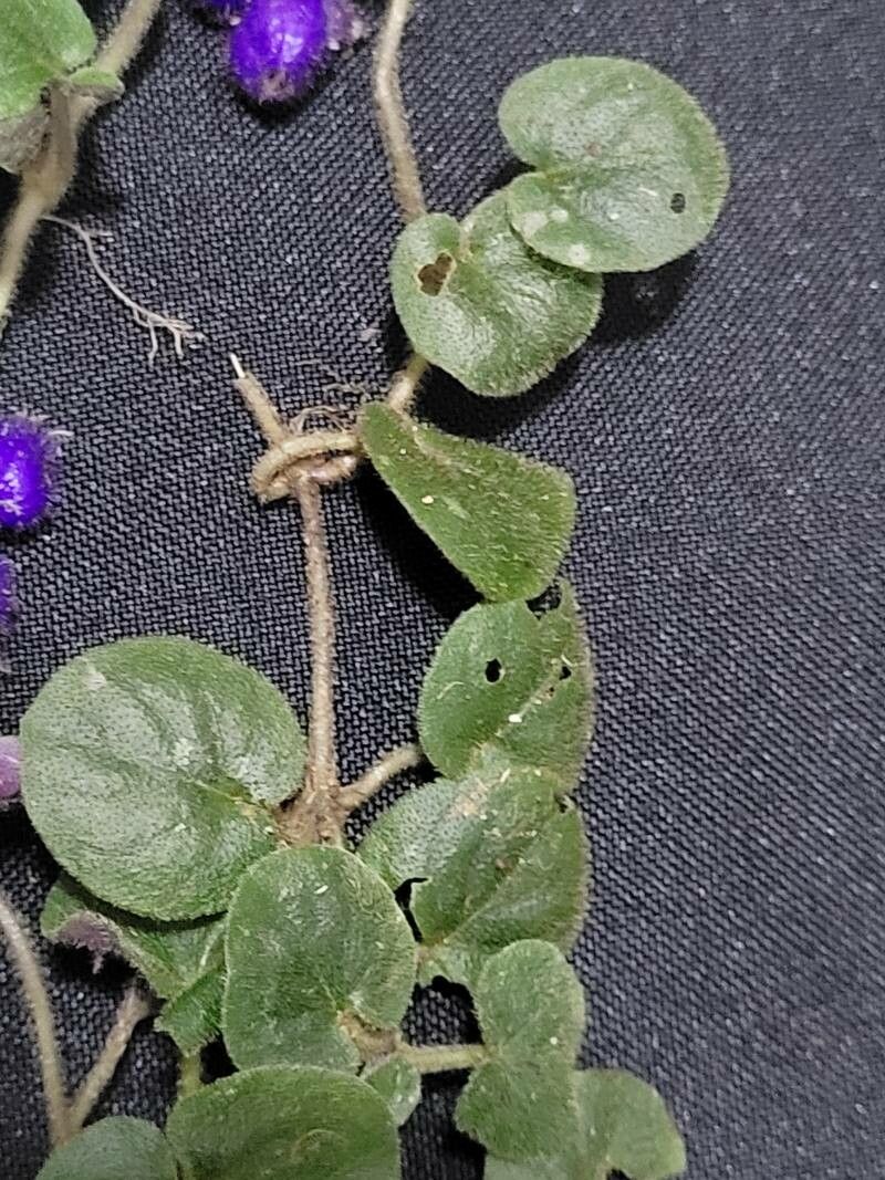 Coccocypselum condalia — search result for 'Condalia'