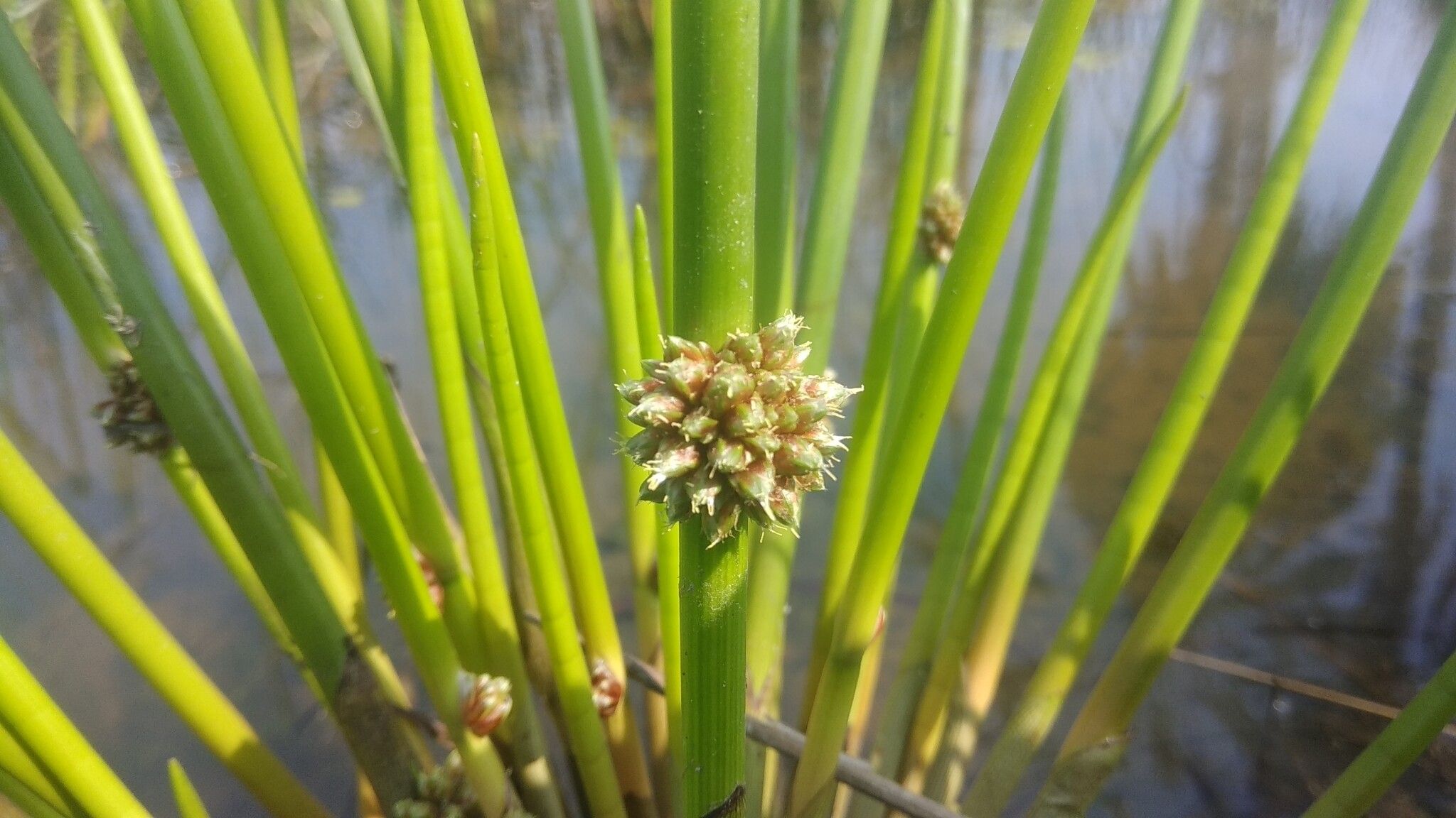 Schoenoplectiella articulata — related species from the same genus