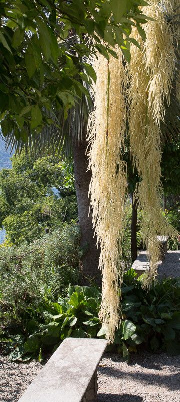 Brahea armata flower