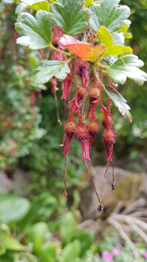 Ribes speciosum fruit
