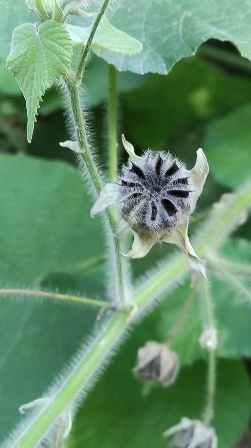 Abutilon peruvianum fruit