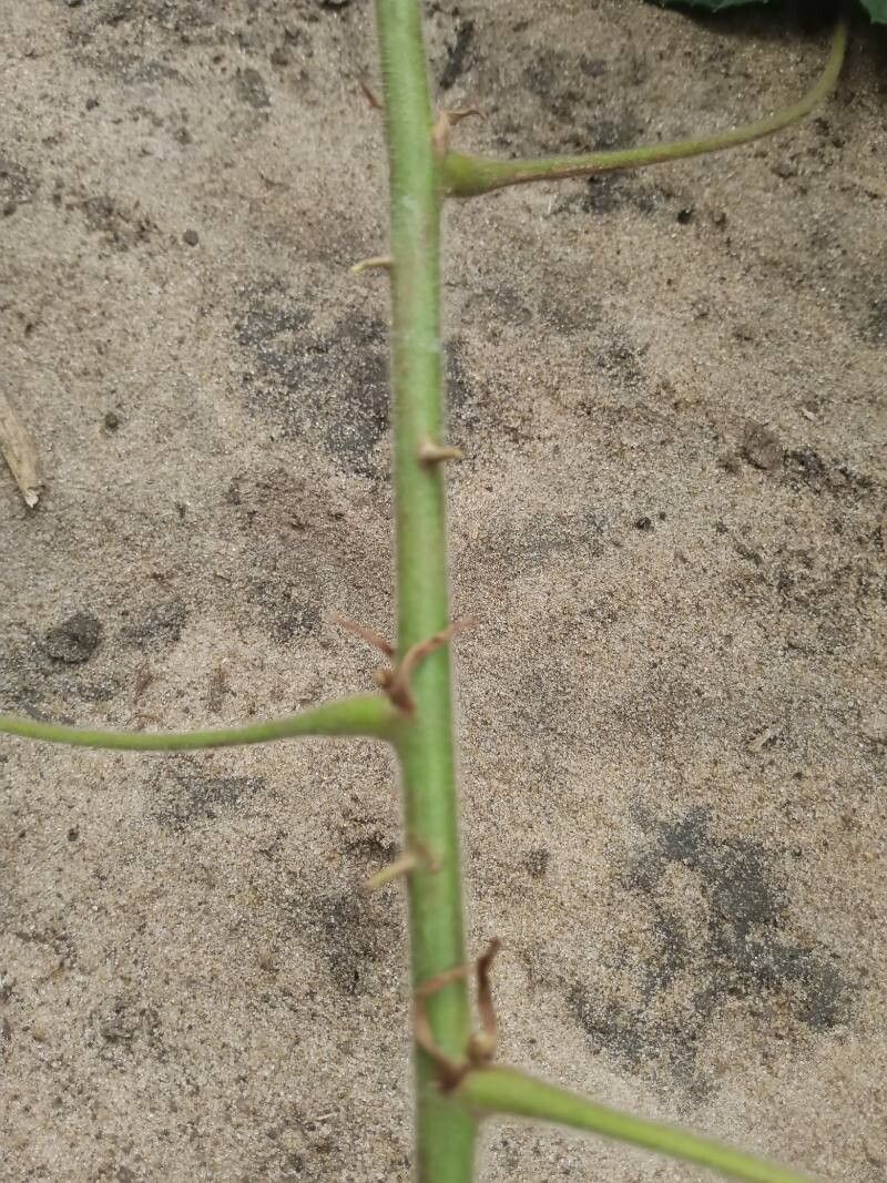 Macaranga saccifera bark