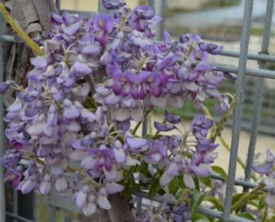 Callerya megasperma — houseplant care guide