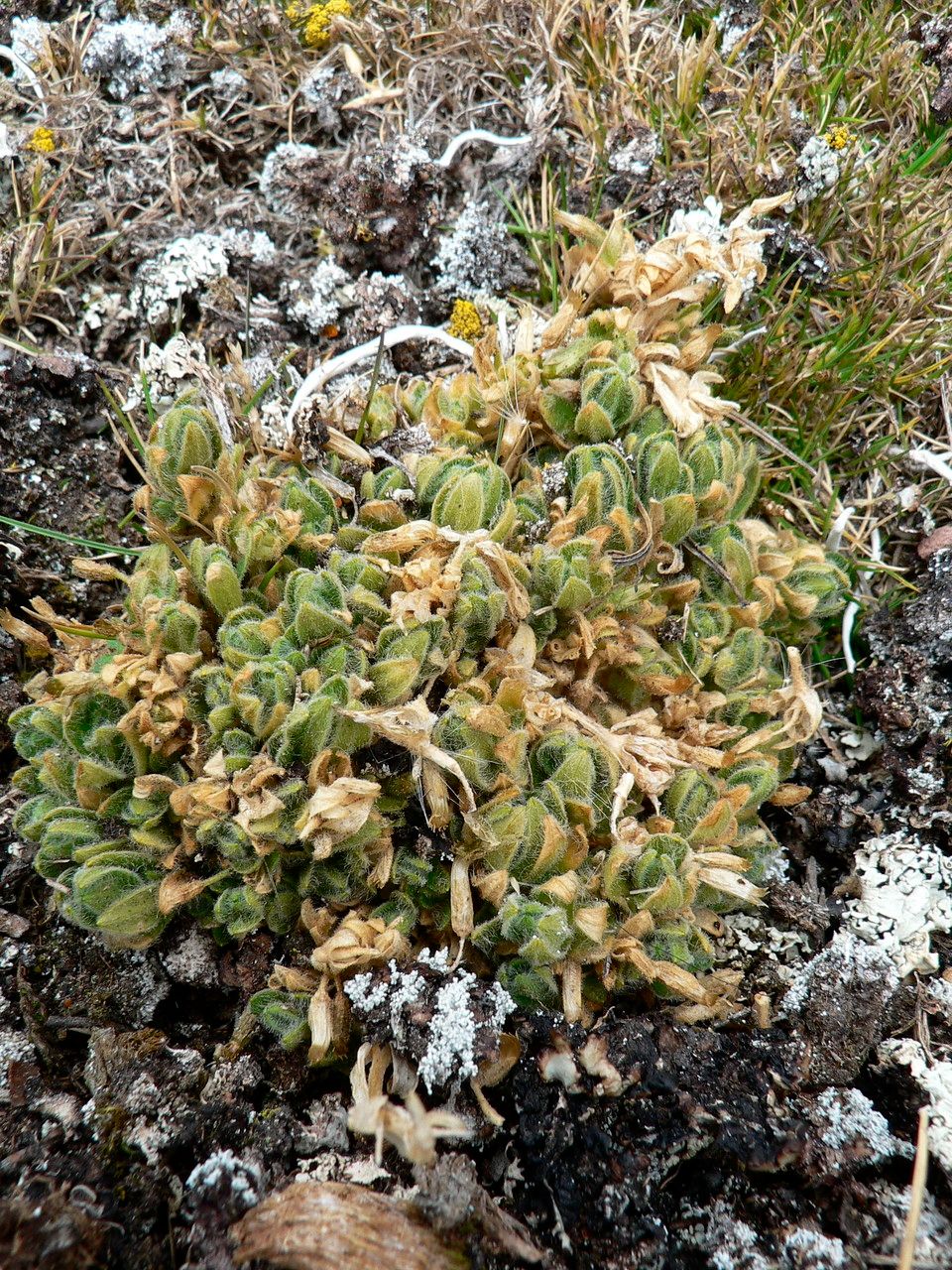 Cerastium trianae — houseplant care guide