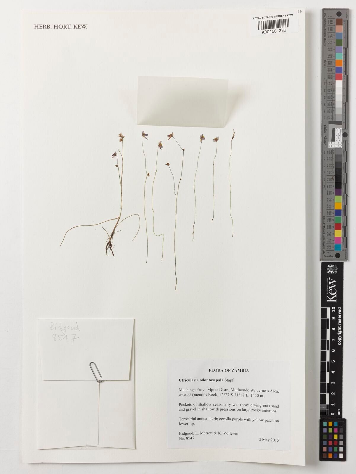 Utricularia odontosepala — search result for 'Utricularia'