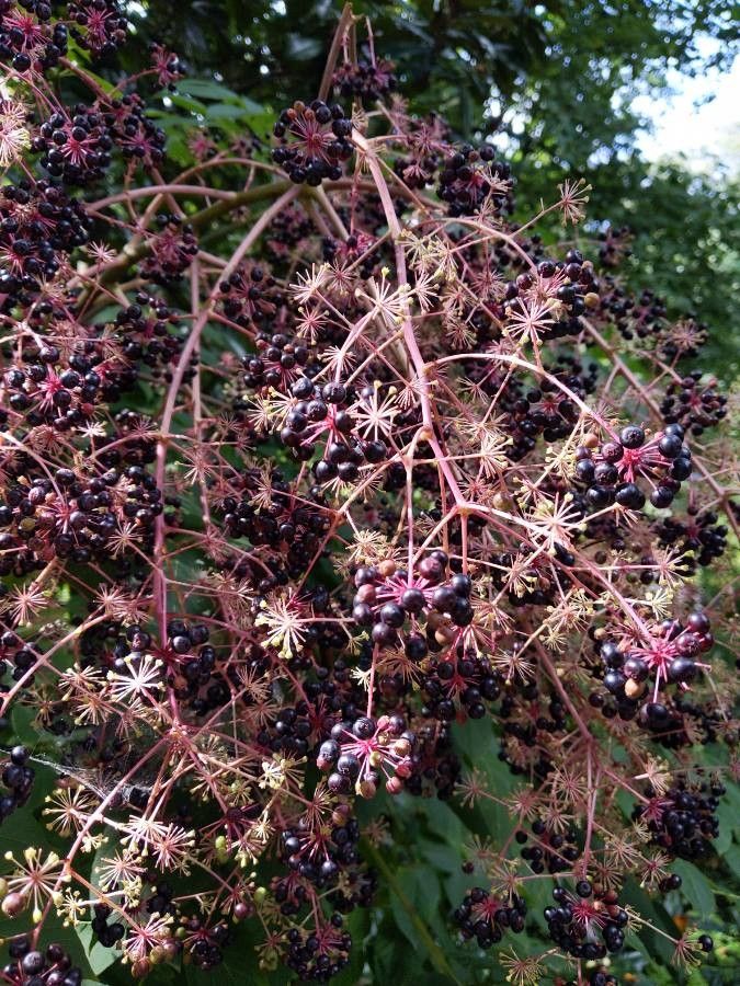 Aralia chinensis fruit