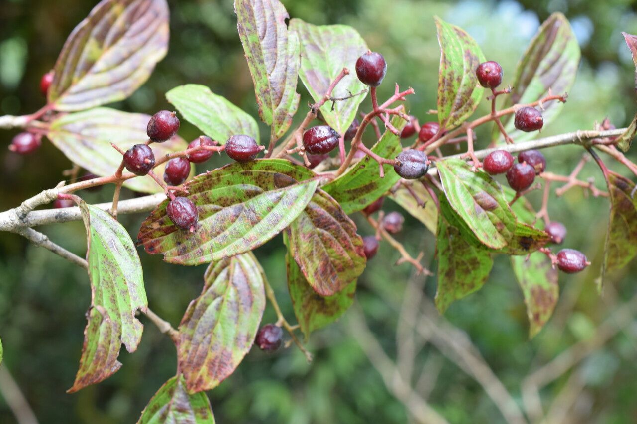 Viburnum nervosum habit