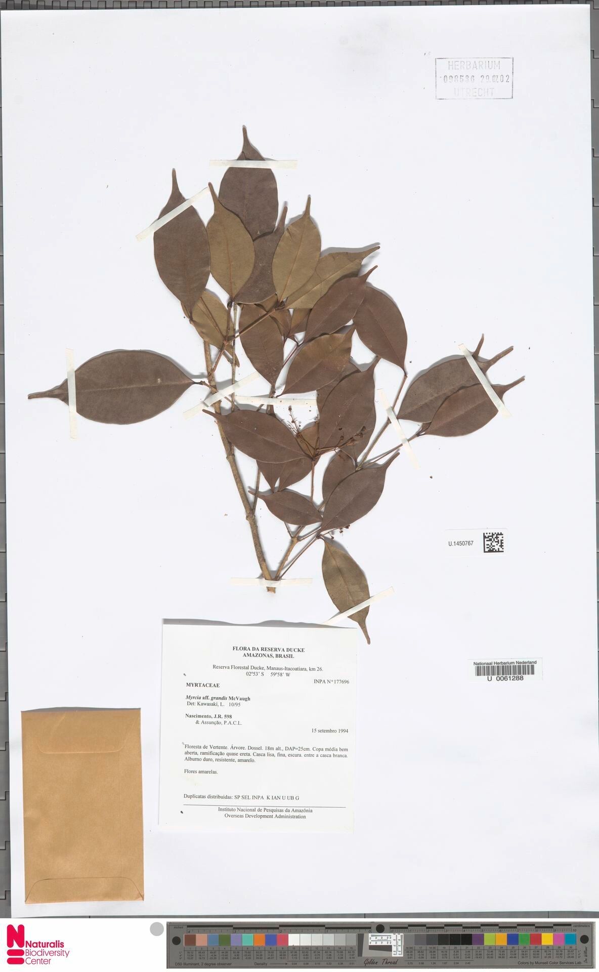 Myrcia grandis — houseplant care guide