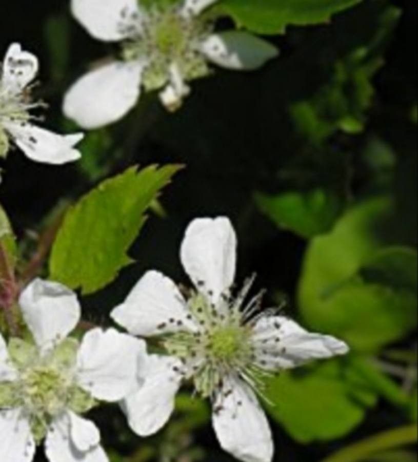 Rubus hispidus flower
