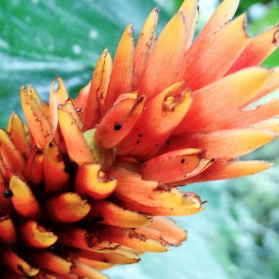 Renealmia cernua — related species from the same genus