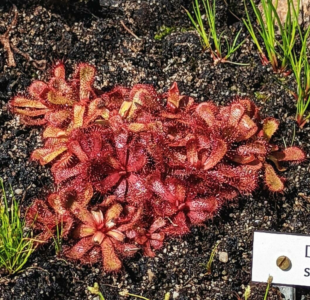 Drosera slackii — search result for 'Drosera'