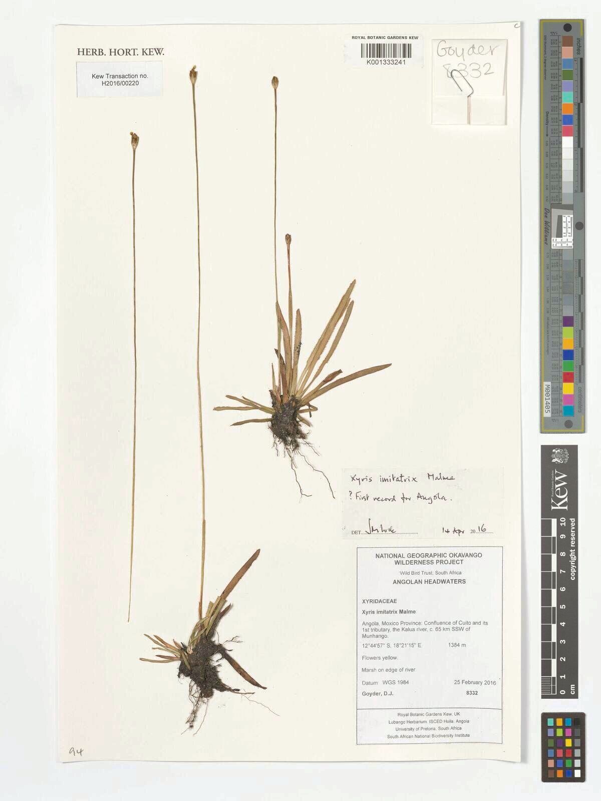 Xyris imitatrix — houseplant care guide