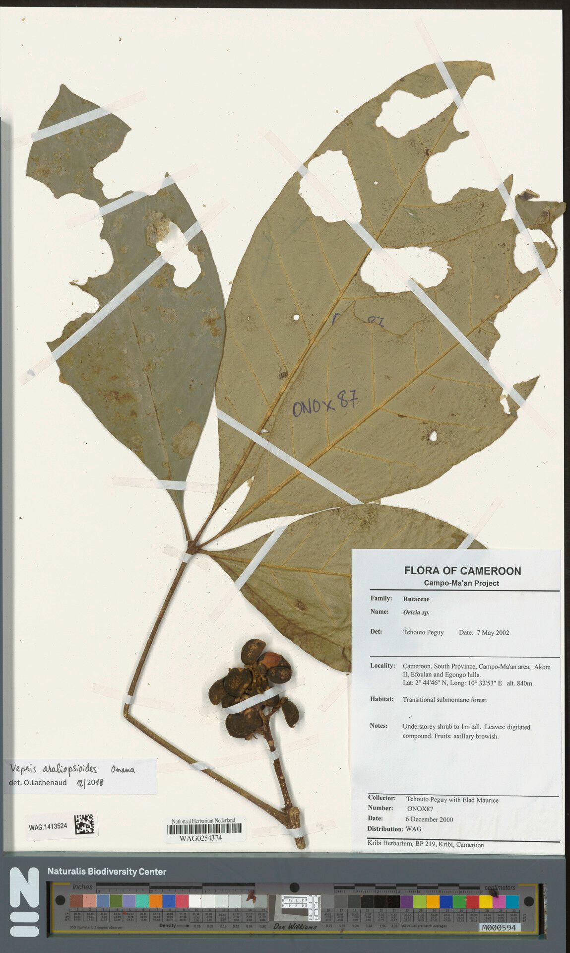 Vepris araliopsioides — related species from the same genus