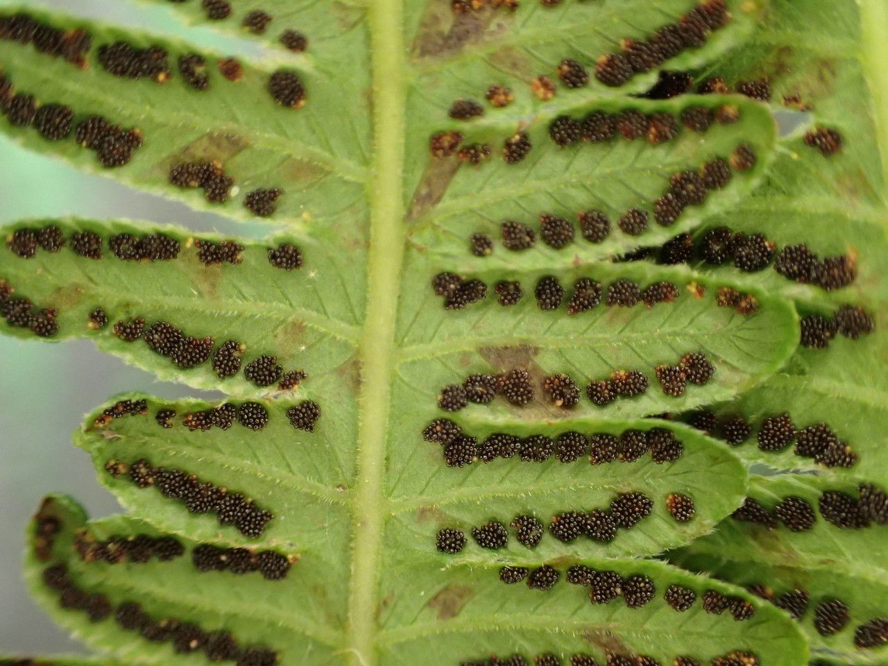 Thelypteris heteroptera fruit